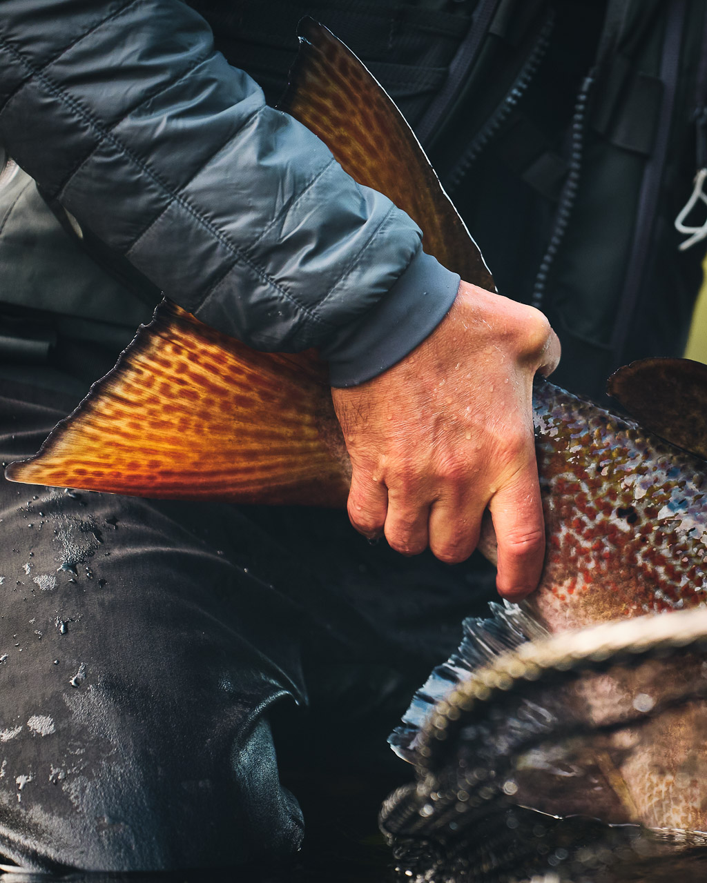 Man holding big fish fin
